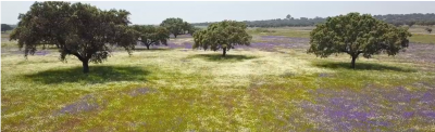 Video "The Dehesa, desire for survival"